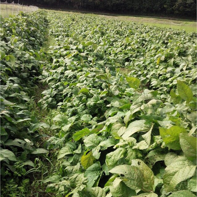 兵庫県丹波産　黒枝豆　さや2kg 食品/飲料/酒の食品(野菜)の商品写真