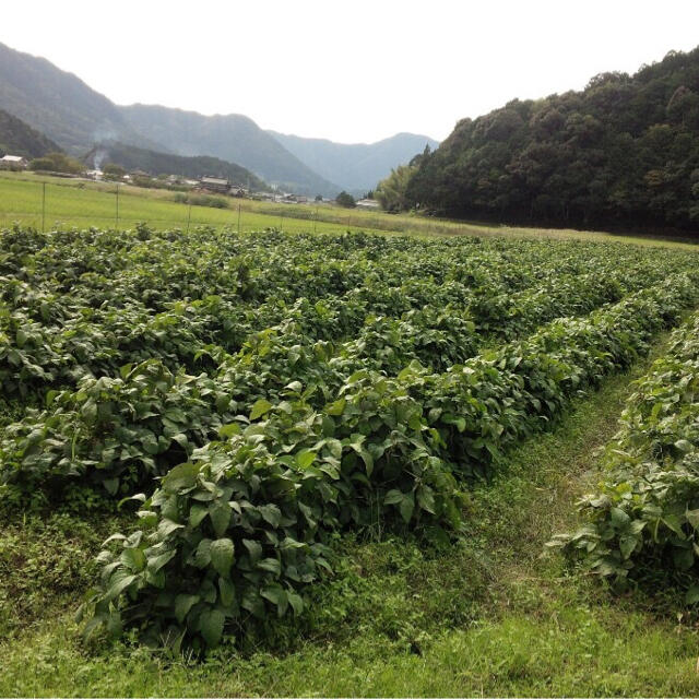 兵庫県丹波産　黒枝豆　さや2kg 食品/飲料/酒の食品(野菜)の商品写真