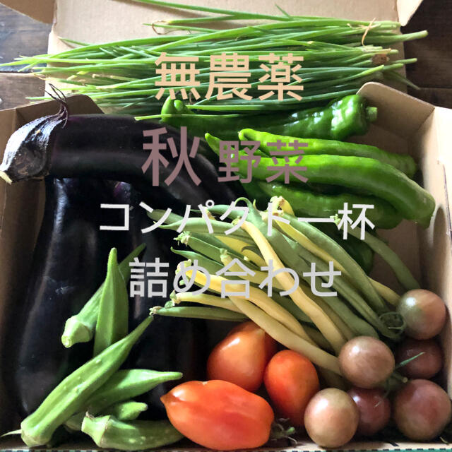 無農薬　野菜　おまかせセット　詰め合わせ　コンパクト　採りたて 食品/飲料/酒の食品(野菜)の商品写真