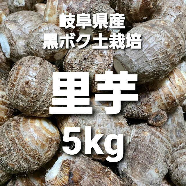 01 岐阜県産 無農薬 ねっとり 里芋 5kg 堀り立て発送！ 食品/飲料/酒の食品(野菜)の商品写真