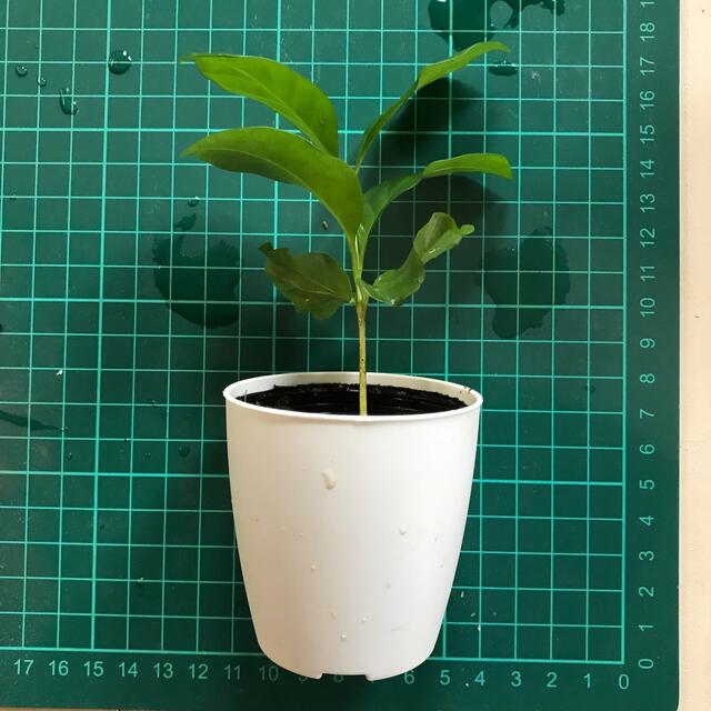 観葉植物コーヒーの木アラビカ苗木❸ ハンドメイドのフラワー/ガーデン(その他)の商品写真