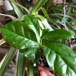 観葉植物コーヒーの木アラビカ苗木❹(ドライフラワー)