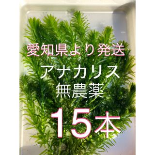 水草アナカリス　15本(アクアリウム)