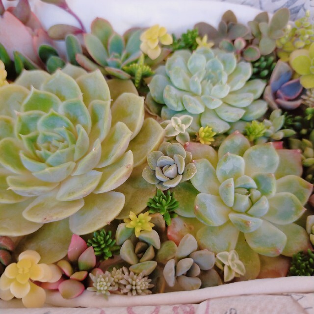多肉植物 むぎちゃ様 専用ページの通販 by こんちゃん's shop|ラクマ