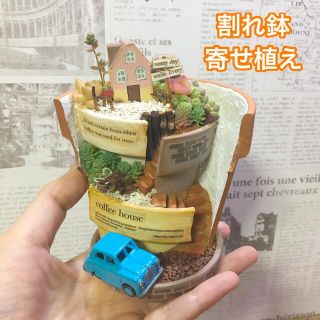 多肉植物の寄せ植え　割れ鉢タイプ　Coffee house(その他)