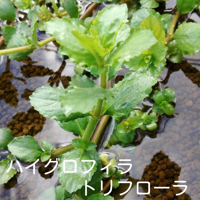 (水草･水上葉)　彩色水草６種セット その他のペット用品(アクアリウム)の商品写真