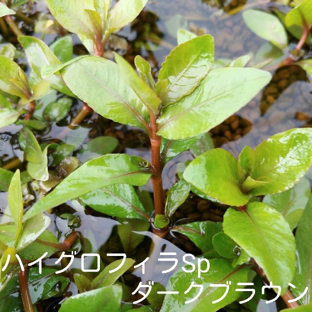 (水草･水上葉)　彩色水草６種セット その他のペット用品(アクアリウム)の商品写真