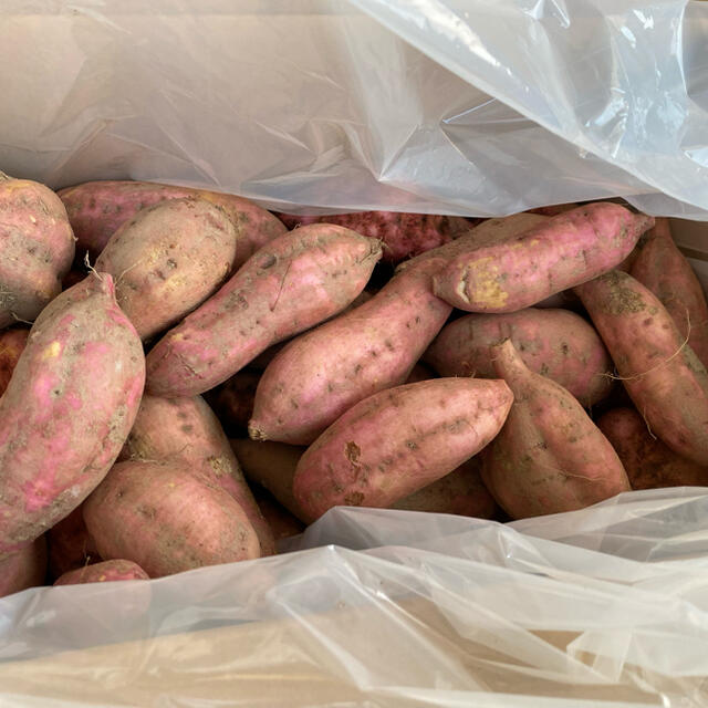 【自家製 無農薬】安納芋（さつまいも）約7kg  食品/飲料/酒の食品(野菜)の商品写真