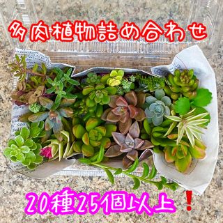 多肉植物詰め合わせ♡20種25個以上♡初心者向け♡セット①(その他)