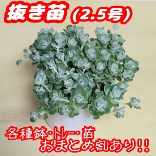 【抜き苗】白雪ミセバヤ 多肉植物 セダム 紅葉 プレステラ プラ鉢(その他)