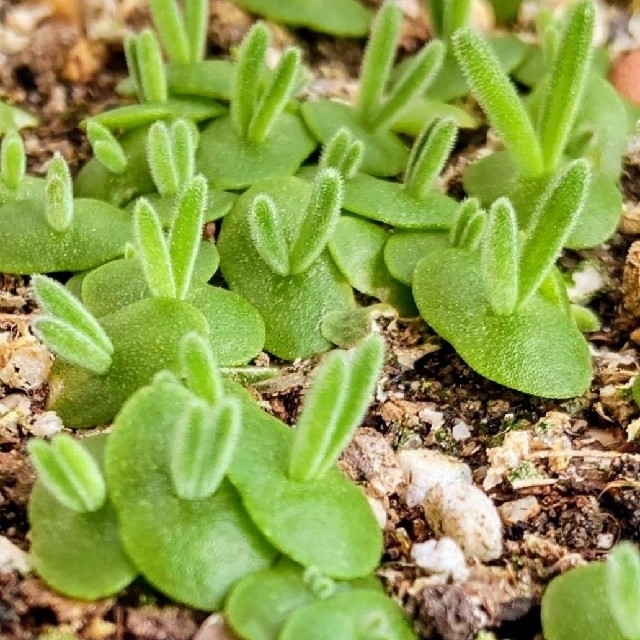 多肉植物  うさみみ  種  20粒以上 ハンドメイドのフラワー/ガーデン(その他)の商品写真