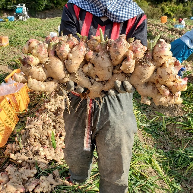 高知県産 土付き新生姜コンパクト 食品/飲料/酒の食品(野菜)の商品写真