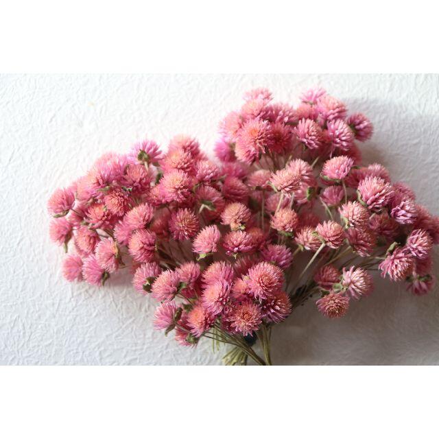 千日紅 ピンク/桃色120本 ドライ（短い茎付き） ハンドメイドのフラワー/ガーデン(ドライフラワー)の商品写真