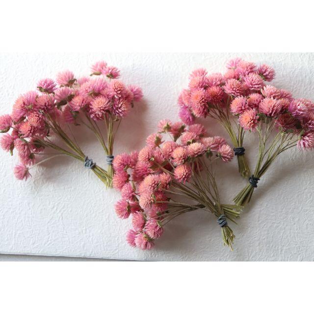 千日紅 ピンク/桃色120本 ドライ（短い茎付き） ハンドメイドのフラワー/ガーデン(ドライフラワー)の商品写真