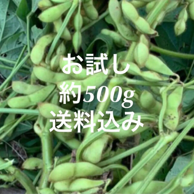 今が旬！　丹波黒枝豆！　約500g 食品/飲料/酒の食品(野菜)の商品写真