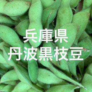 今が旬！　丹波黒枝豆！　約500g(野菜)