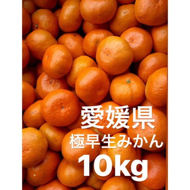 愛媛県産　極早生みかん　柑橘　10kg