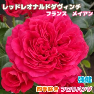 レッドレオナルドダヴィンチ★★挿し木苗★薔薇苗★四季先★強健★フロリバンダ(その他)