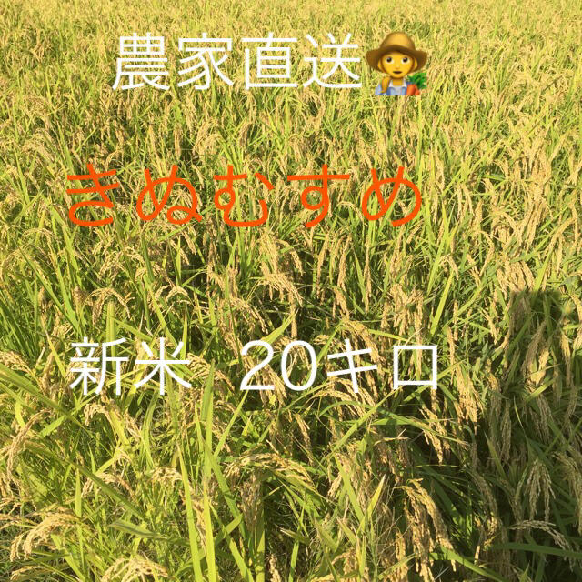 新米 きぬむすめ 1