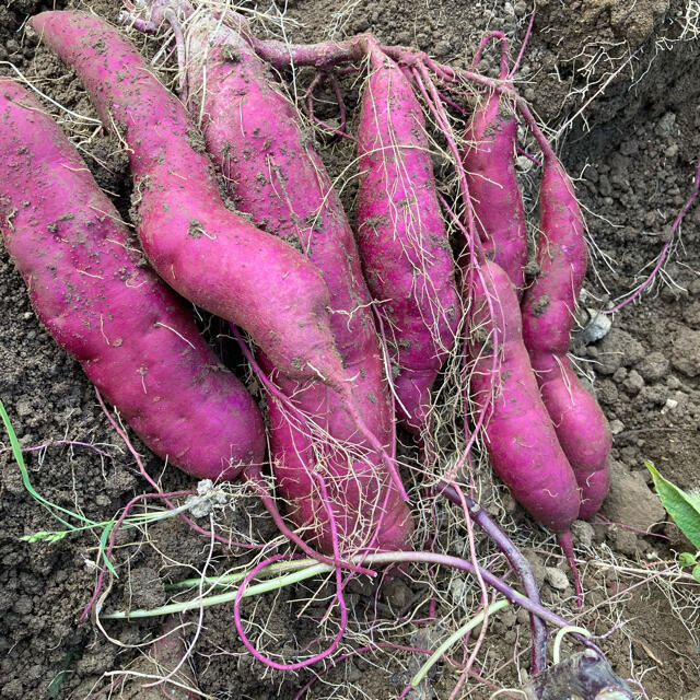 長野県産パープルスイートロード　1.2キロ 食品/飲料/酒の食品(野菜)の商品写真