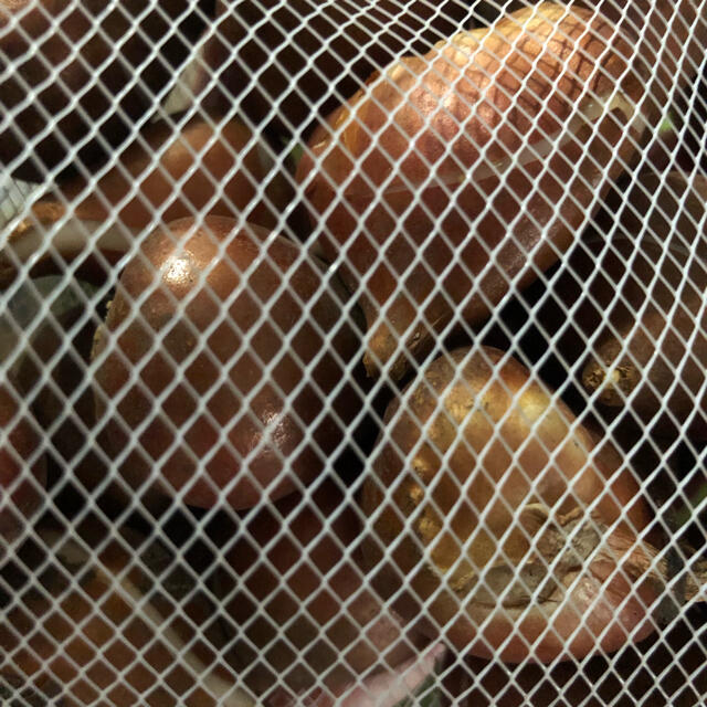 チューリップ　球根⭐︎アンジェリケ　5個 ハンドメイドのフラワー/ガーデン(ドライフラワー)の商品写真