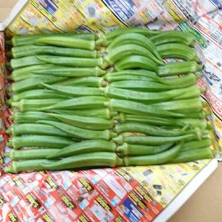 長崎産 野菜オクラ 無農薬 訳あり品含む(野菜)