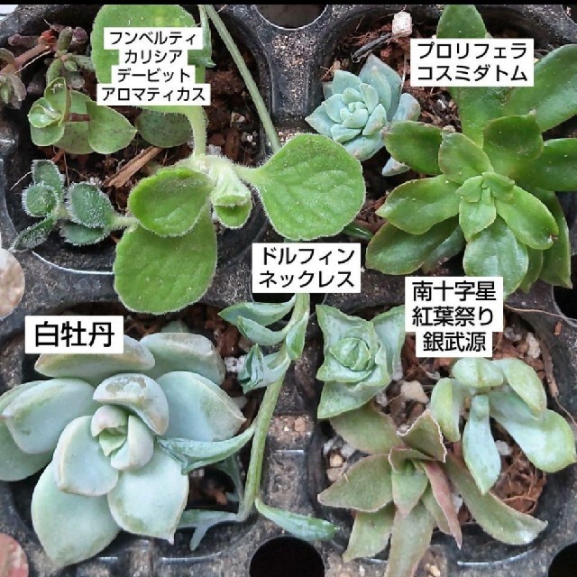 【多肉植物】カット苗 11種類 ハンドメイドのフラワー/ガーデン(その他)の商品写真