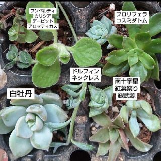 【多肉植物】カット苗 11種類(その他)