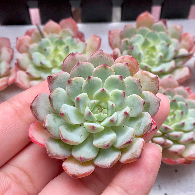 多肉植物 韓国苗 ホワイトミニマ 紅葉美苗の通販 by 萌え 多肉植物 韓国苗 ホワイトミニマ 紅葉美苗の通販 by 萌え