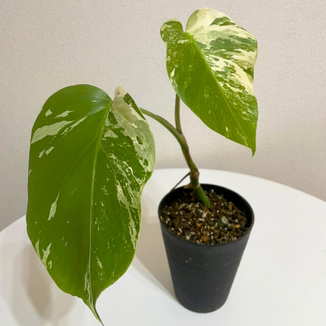 希少！ 斑入り モンステラ Monstera モンステラ 極斑 美斑　42cmフラワー/ガーデン