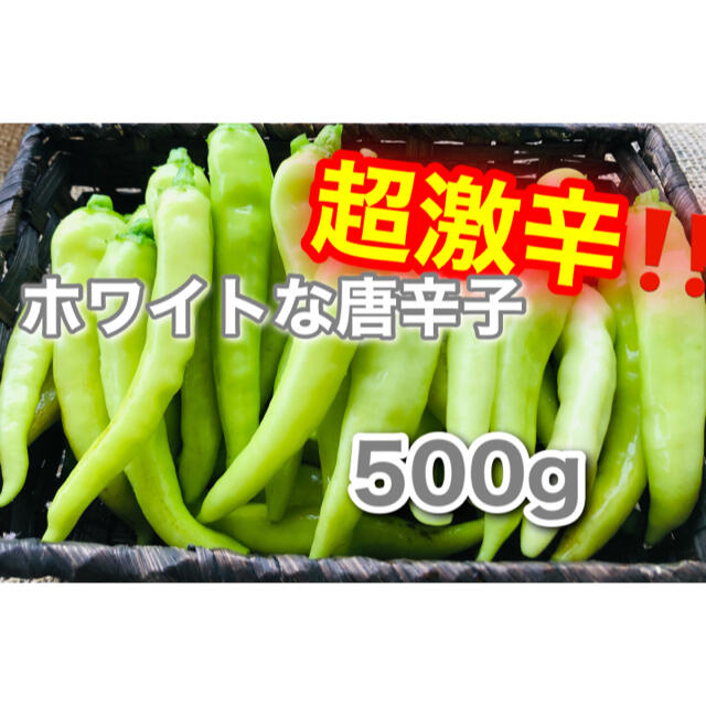 超激辛‼️ホワイトな唐辛子　小米椒　500g 食品/飲料/酒の食品(野菜)の商品写真