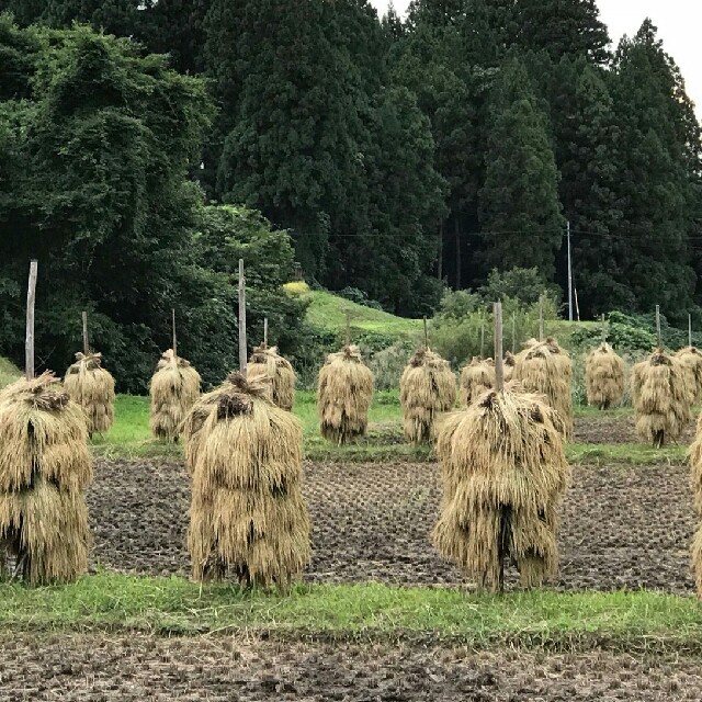 残り2つ☆　岩手県産　ひとめぼれ　20キロ(10キロ×2袋)　米　白米　昨年度産