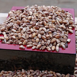 紫もち麦１kg(ダイシモチ) 令和３年５月23日収穫 食べやすい八分精麦(米/穀物)