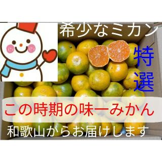 ⑦希少品種の和歌山みかん♥今食べ頃一番♥和歌山雪だるまから(フルーツ)