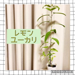 レモンユーカリ✨鉢底〜60cm程のビッグサイズ！ポットごと　癒しの香り♡虫除けも(その他)