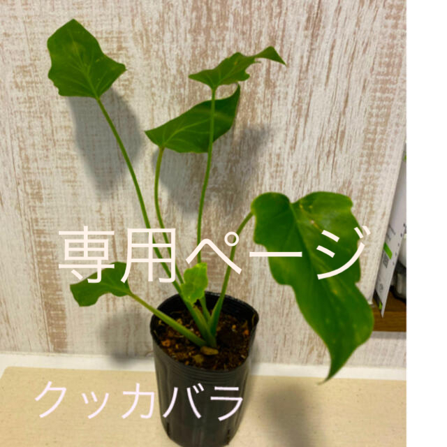 観葉植物　クッカバラ　苗 ハンドメイドのフラワー/ガーデン(プランター)の商品写真