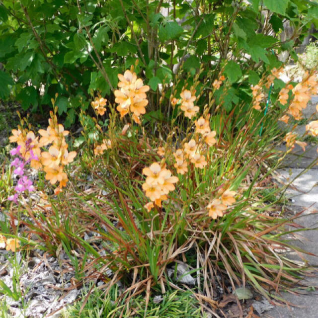 クロコスミア　ヒメヒオウギズイセン　球根　薄オレンジ　１０個＋α ハンドメイドのフラワー/ガーデン(その他)の商品写真