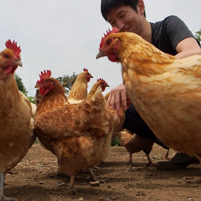 平飼い卵10個入り詰合わせ(名古屋コーチン、ボリスブラウン、岡崎おうはん、軍鶏) 食品/飲料/酒の食品(その他)の商品写真