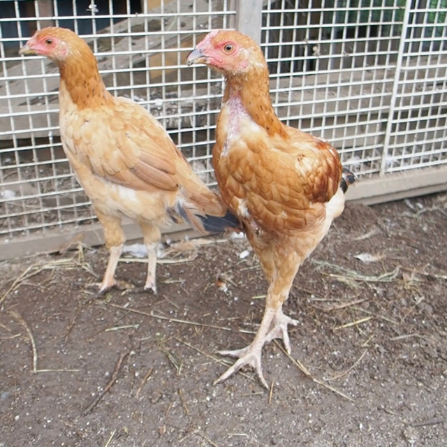 平飼い卵10個入り詰合わせ(名古屋コーチン、ボリスブラウン、岡崎おうはん、軍鶏) 食品/飲料/酒の食品(その他)の商品写真