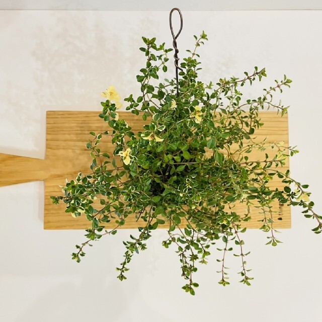 フォックスリータイムの苔玉　ハーブ　観葉植物 ハンドメイドのフラワー/ガーデン(その他)の商品写真