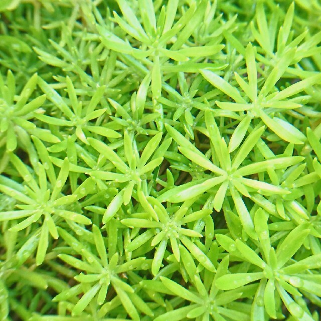 セダム 多肉植物 メキシコマンネングサ ハンドメイドのフラワー/ガーデン(プランター)の商品写真