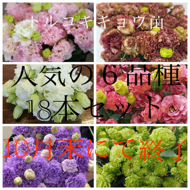 トルコキキョウ【ユーストマ】苗 10月末にて販売終了 人気の6 トルコキキョウ【ユーストマ】苗 10月末にて販売終了 人気の6