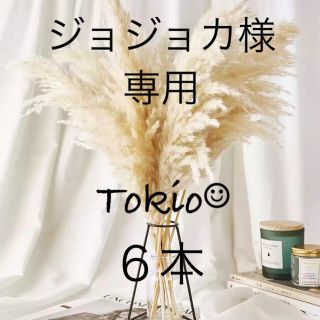 パンパスグラス　プルームリード　６本(ドライフラワー)