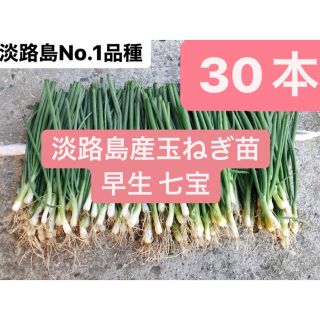 30本！淡路島産玉ねぎ苗七宝早生！送料無料(野菜)