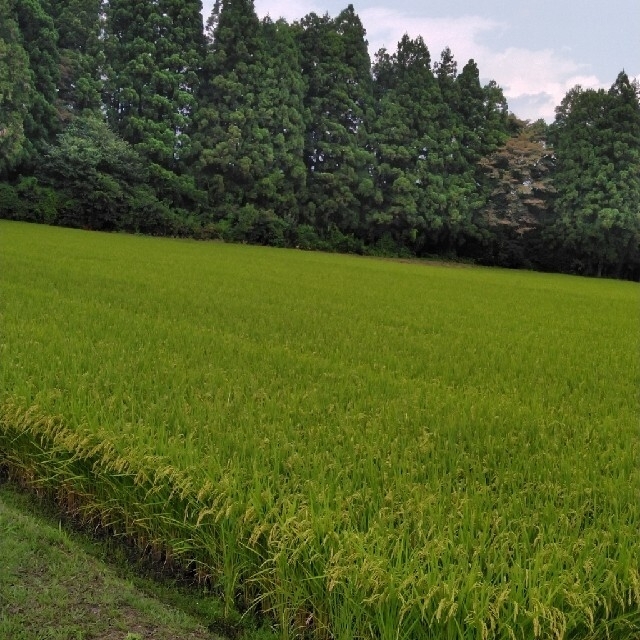 令和3年産栃木県特一等米コシヒカリ30キロ玄米無農薬にて作り上げたお米です。 | フリマアプリ ラクマ