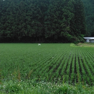 令和3年産栃木県特一等米コシヒカリ30キロ玄米無農薬にて作り上げたお 