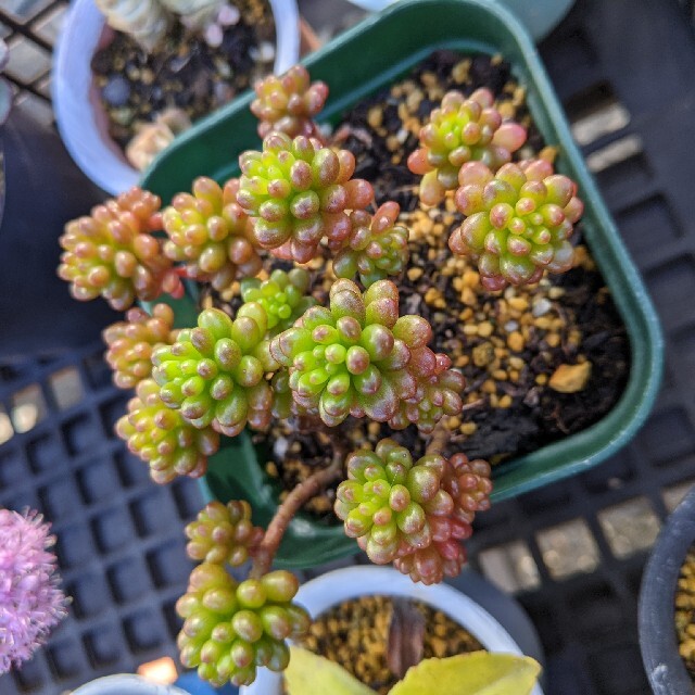 多肉植物　レッドベリー　抜き苗 ハンドメイドのフラワー/ガーデン(その他)の商品写真