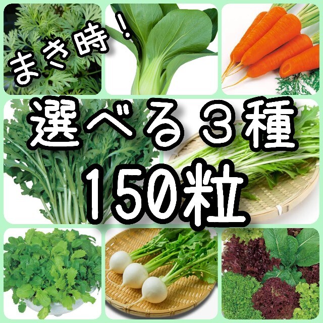 【野菜の種】3種 150粒 種子 その他のその他(その他)の商品写真