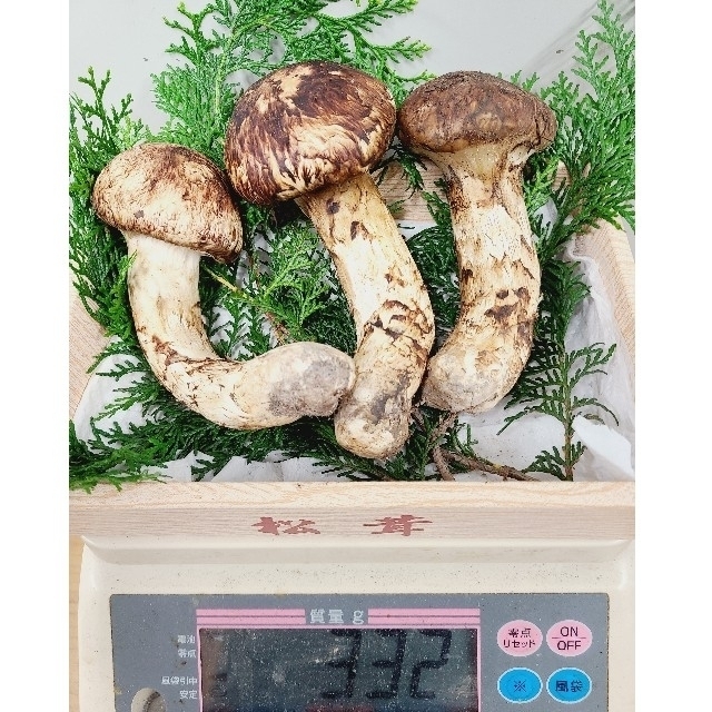 国産 長野県産 【天然 特大つぼみ 松茸 約330g前後】 特選品 3本 現品 食品/飲料/酒の食品(野菜)の商品写真