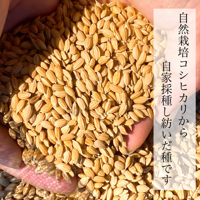 令和3年新米 自然栽培米 玄米20kg 農薬肥料不使用 コシヒカリ | www ...